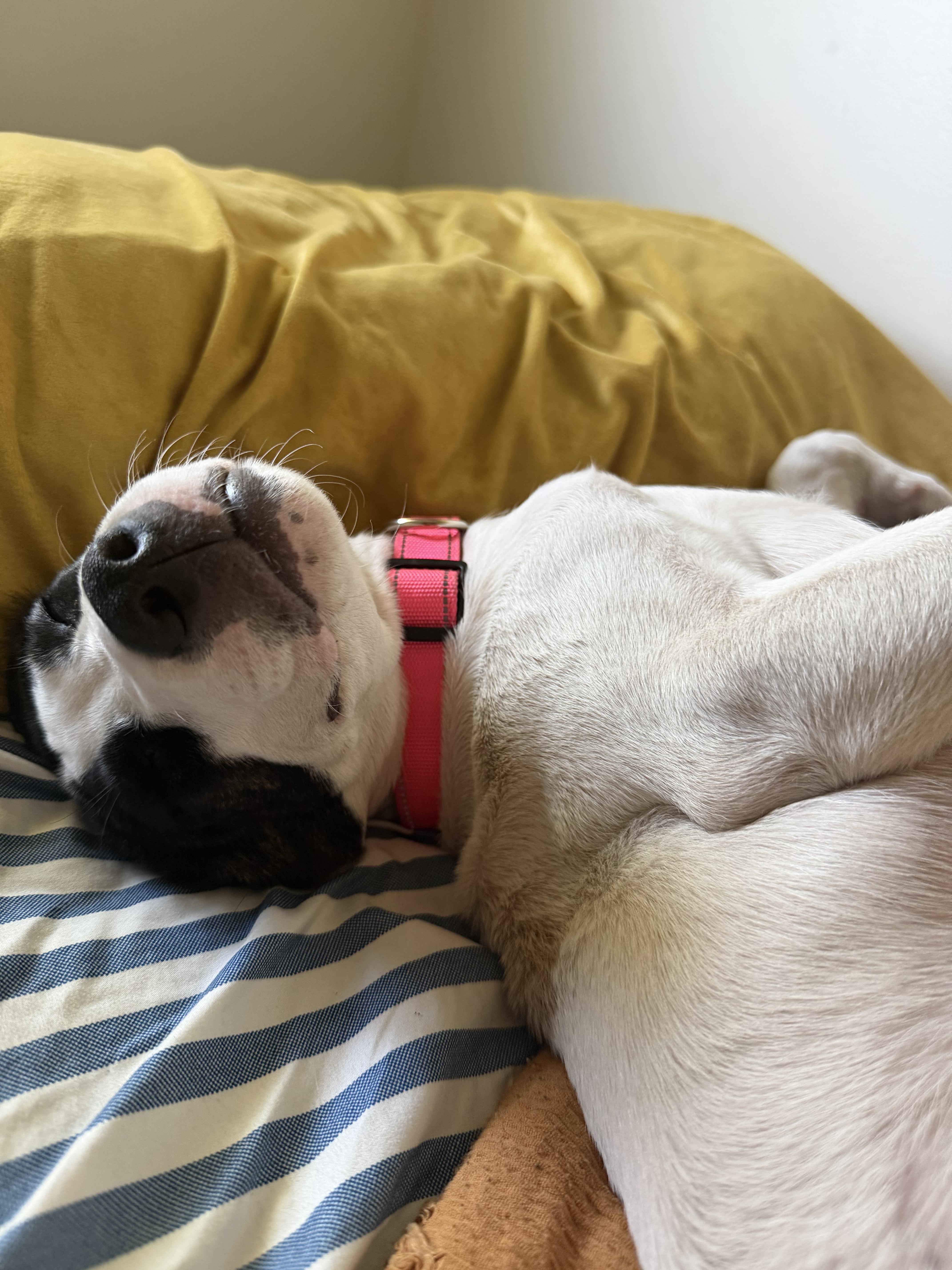 Enlarge Hilary, a Adoptable mixed breed in Minneapolis, MN image 4/6