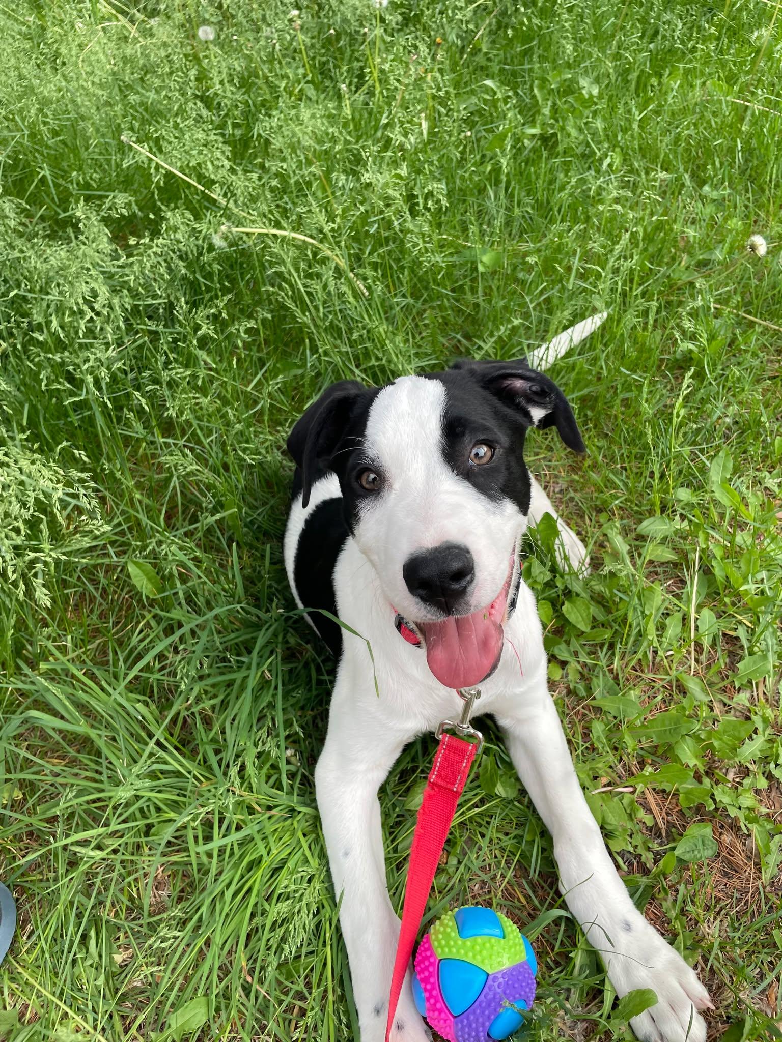 Enlarge Hilary, a Adoptable mixed breed in Minneapolis, MN image 1/6