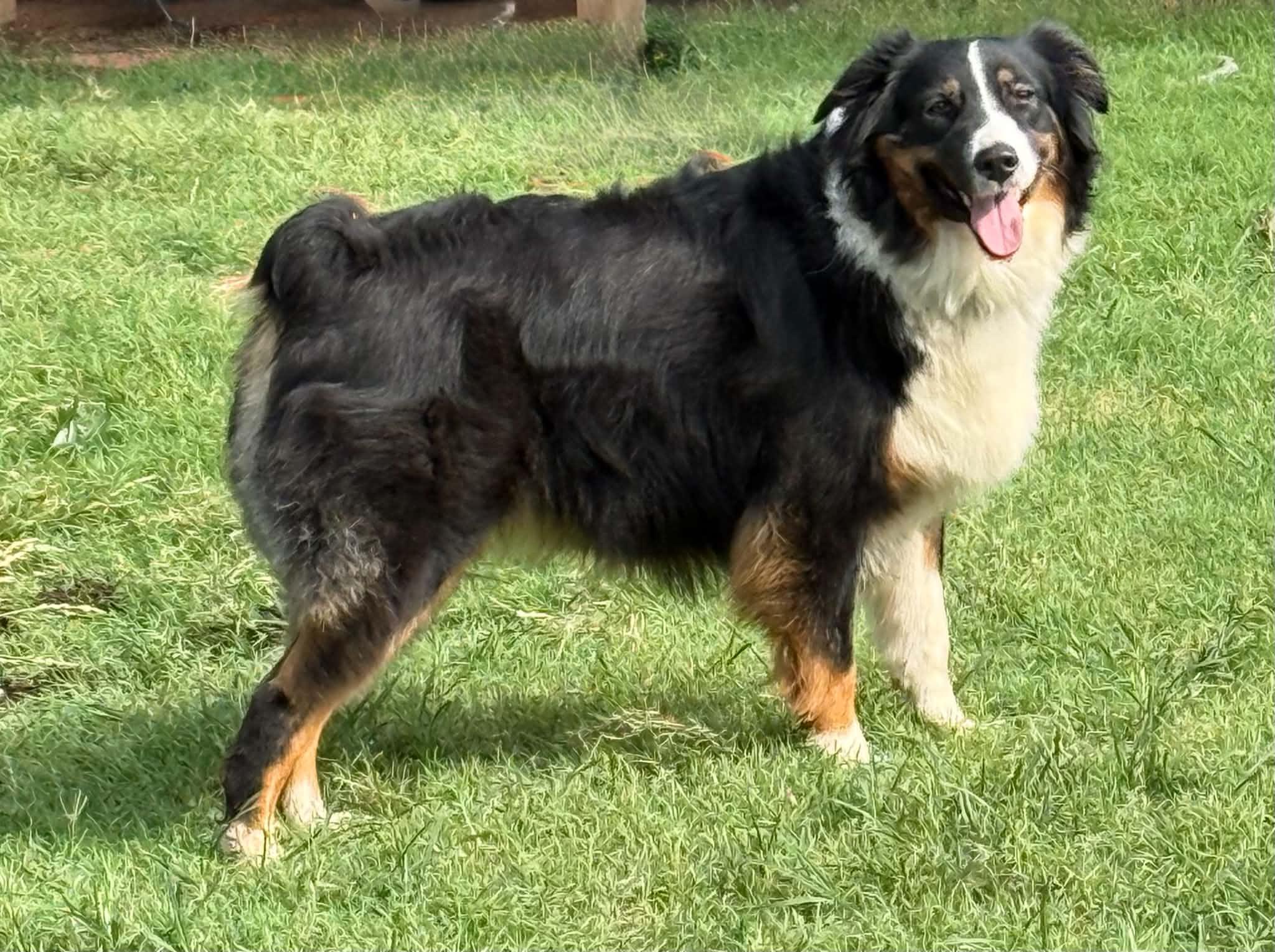 Enlarge Sassy Zanna, a ADOPTABLE Australian Shepherd in Oklahoma City, OK image 2/2