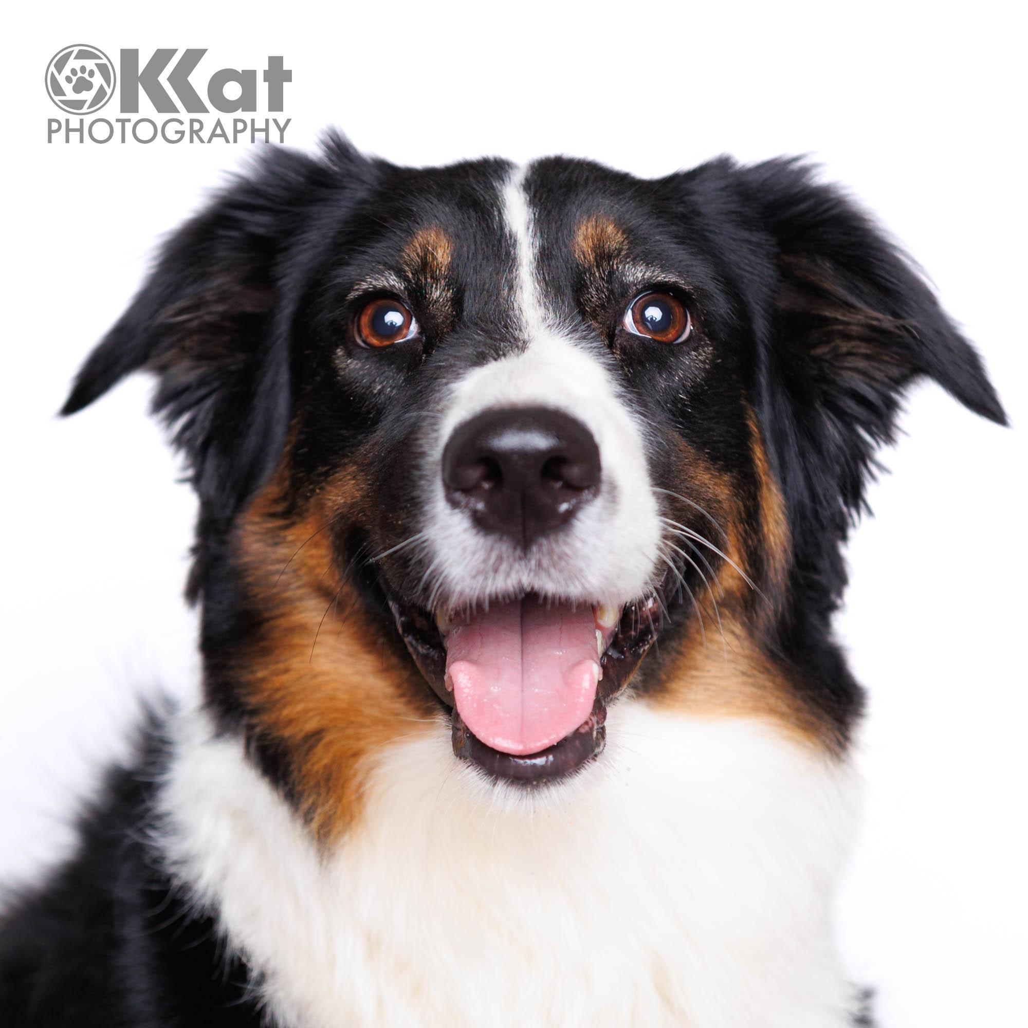 Enlarge Sassy Zanna, a ADOPTABLE Australian Shepherd in Oklahoma City, OK image 4/4