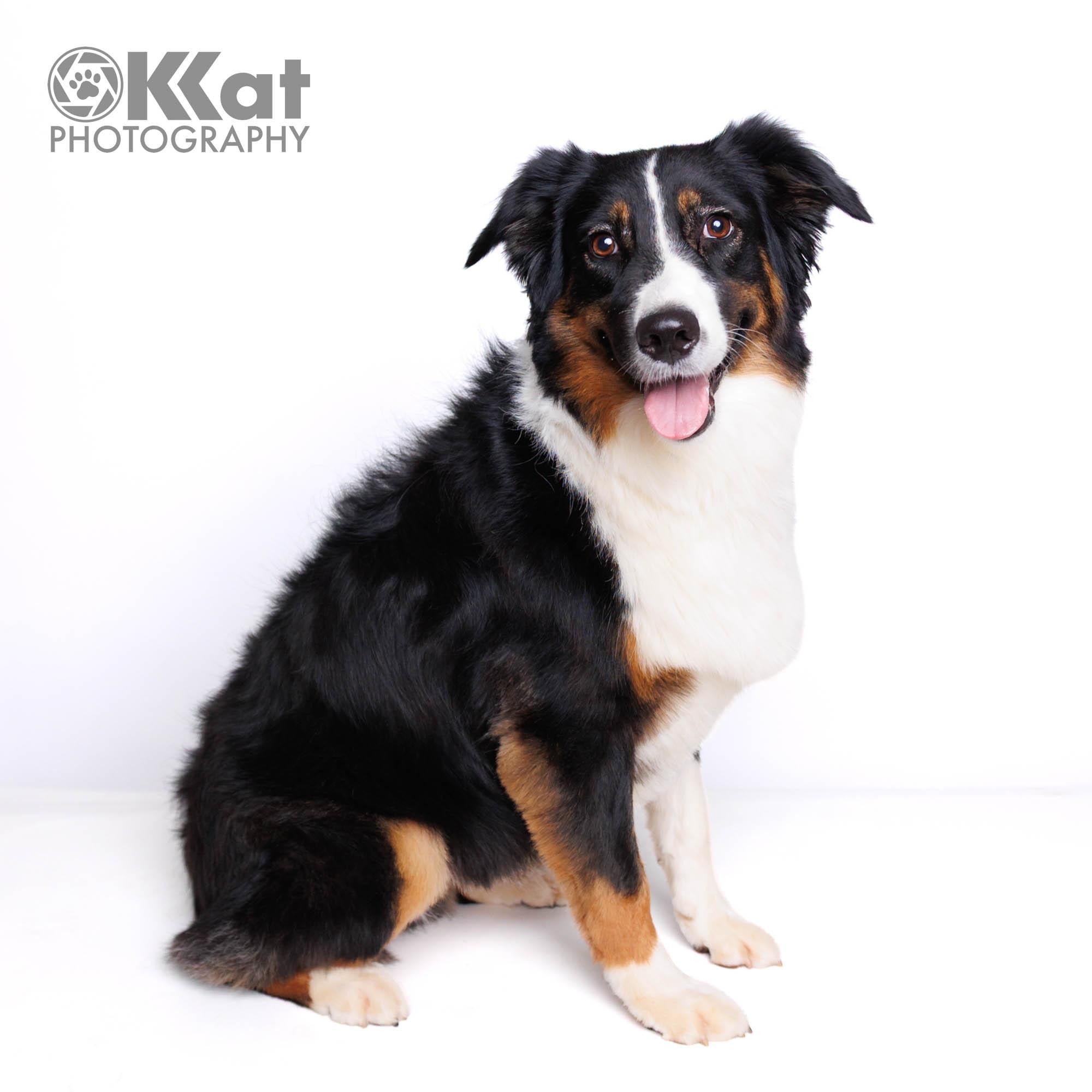 Enlarge Sassy Zanna, a ADOPTABLE Australian Shepherd in Oklahoma City, OK image 1/4
