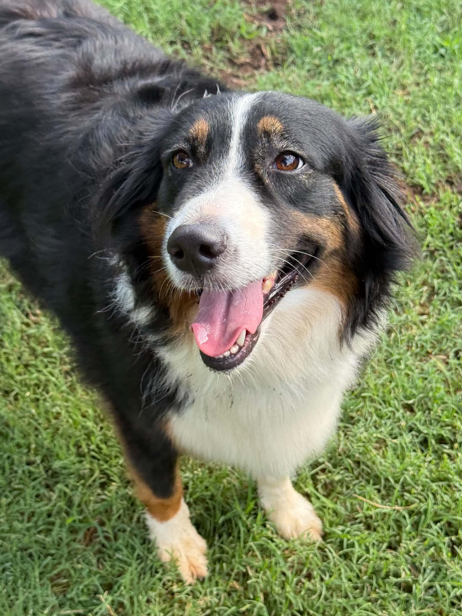 Enlarge Sassy Zanna, a ADOPTABLE Australian Shepherd in Oklahoma City, OK image 1/2
