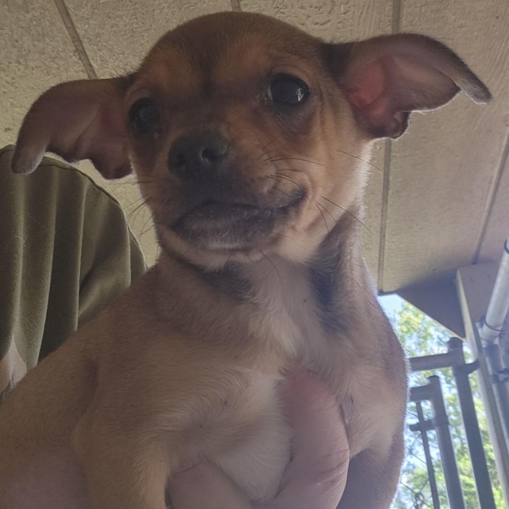 Enlarge AAD Upcoming Arrival! Rufio - 26067, a Adoptable mixed breed in Armonk, NY image 1/1