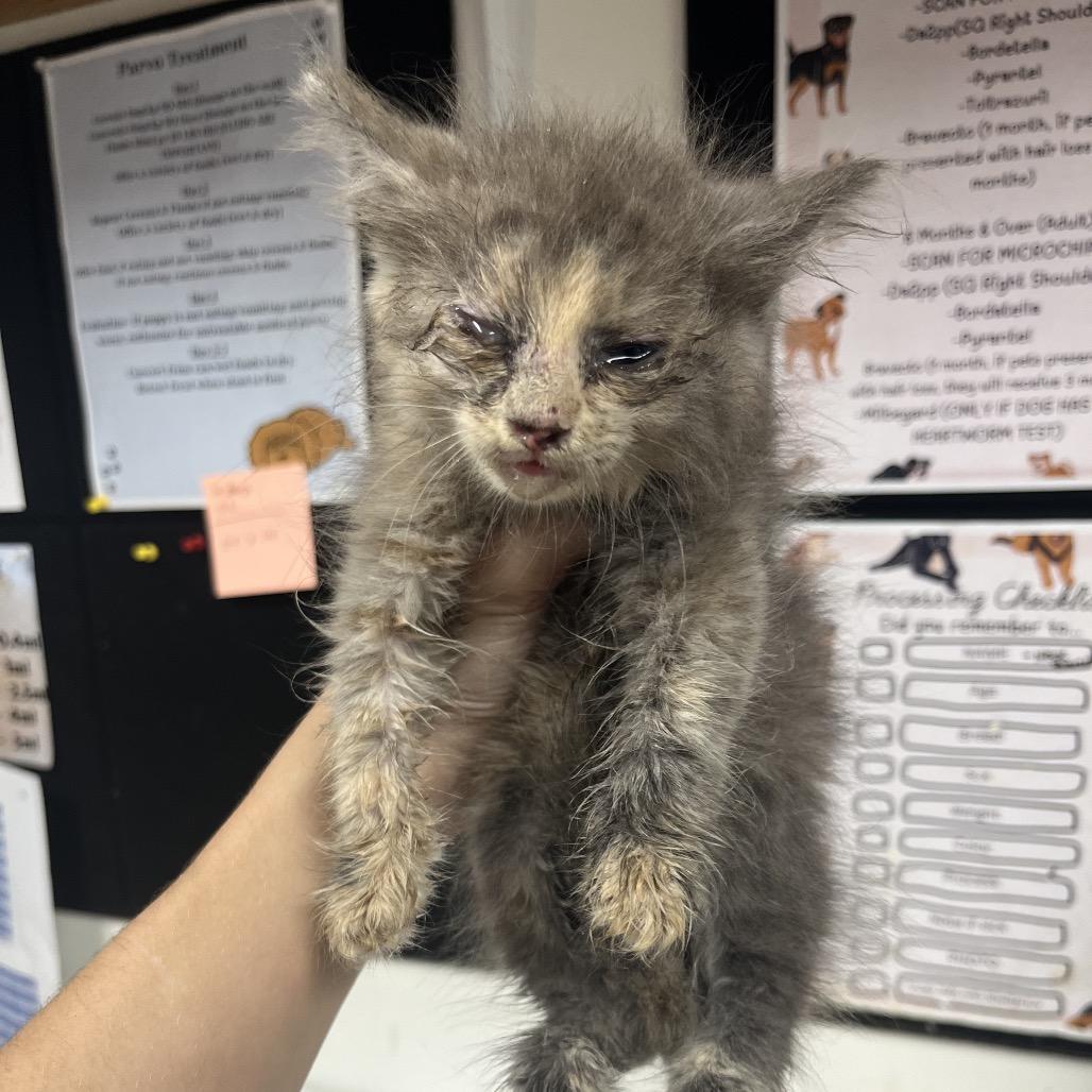 Enlarge Hayden Macedonia, a Adoptable Domestic Long Hair in Parrish, AL image 2/3