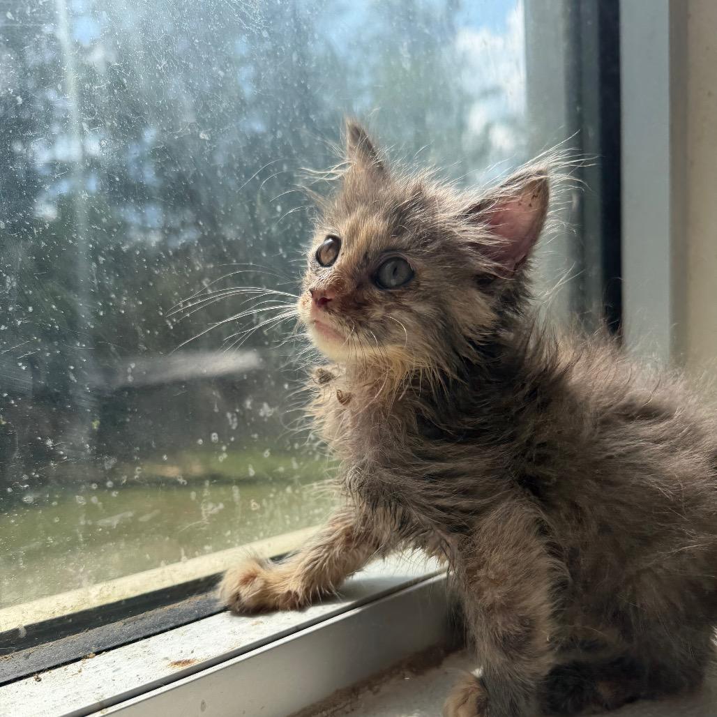 Enlarge Hayden Macedonia, a Adoptable Domestic Long Hair in Parrish, AL image 3/3