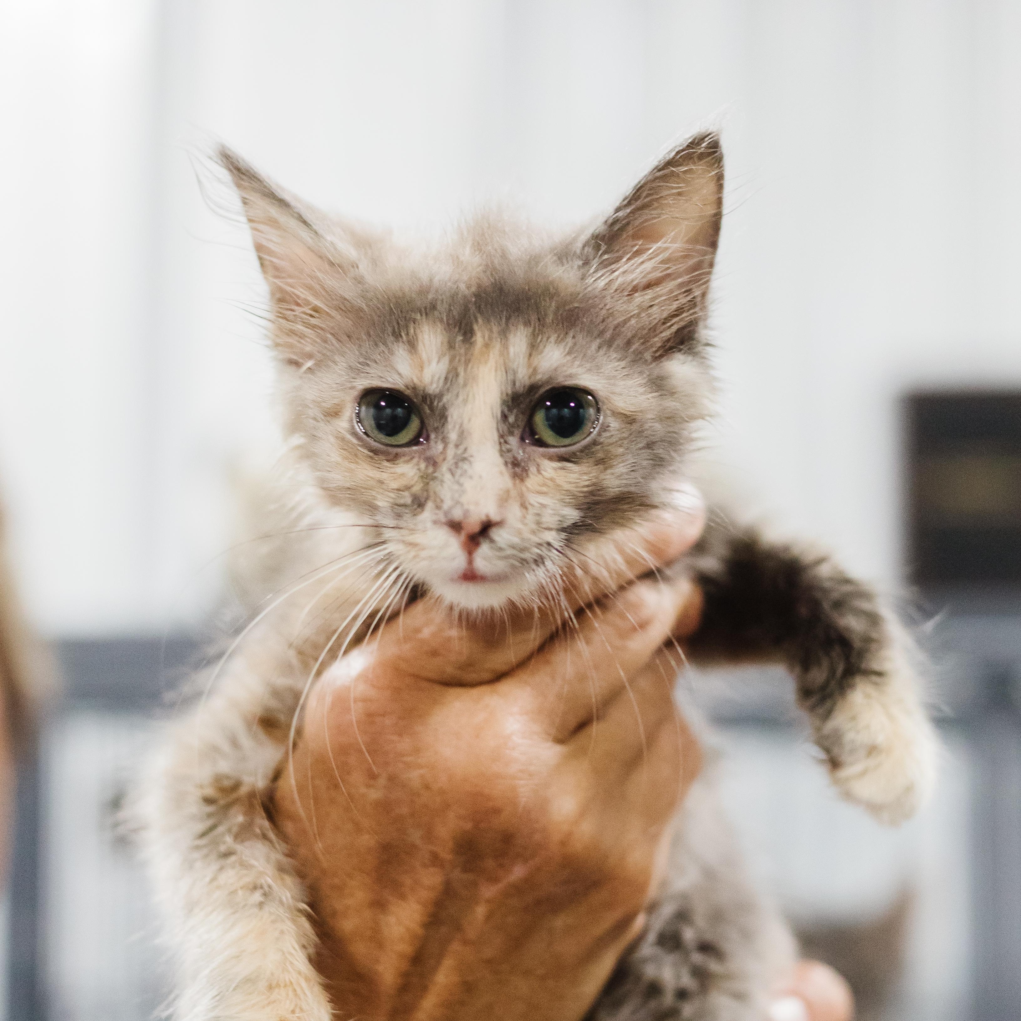 Hayden Macedonia, Adoptable, Kitten Female Domestic Long Hair.
