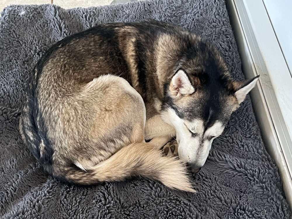 Petunia aka Sitka, Adoptable, Adult Female Husky.