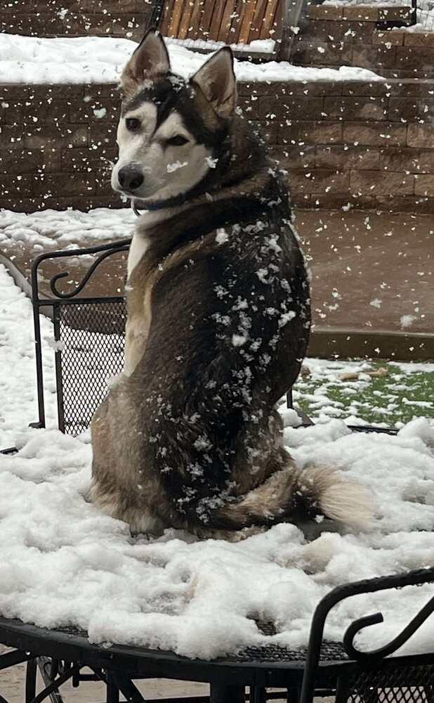 Enlarge Petunia aka Sitka, a Adoptable mixed breed in Cortez, CO image 2/6