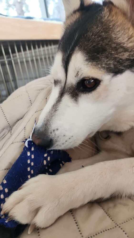 Enlarge Petunia aka Sitka, a Adoptable mixed breed in Cortez, CO image 4/6