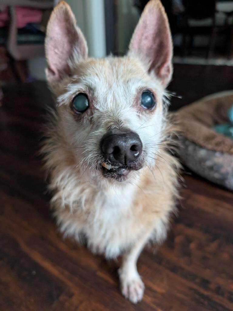 Jazzy J, Adoptable, Senior Female Chihuahua & Cairn Terrier.