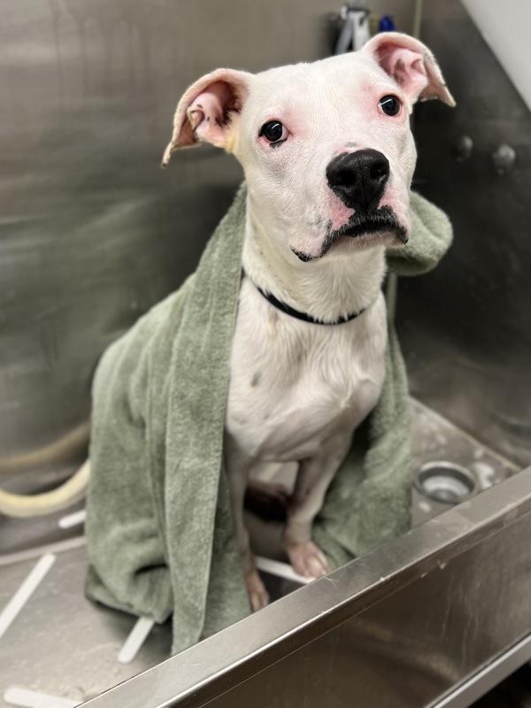 Bolt, Adoptable, Young Male Pit Bull Terrier.