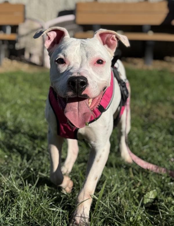 Enlarge Bolt, a Adoptable mixed breed in Lancaster, OH image 4/6