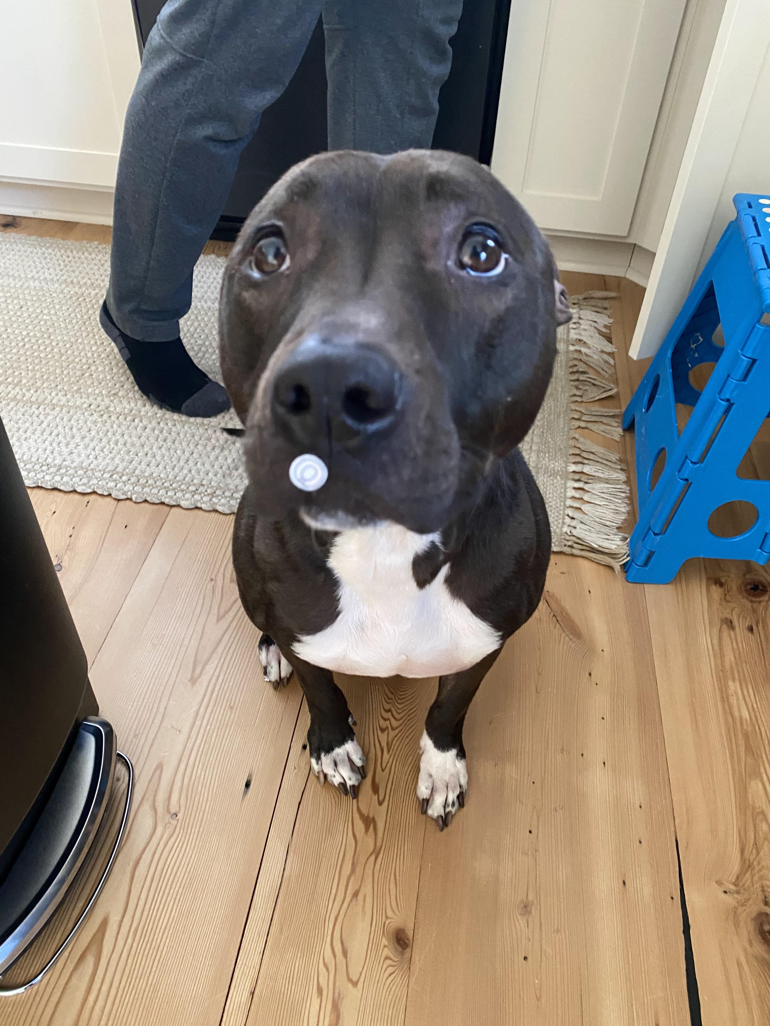 Rudy, Adoptable, Adult Male Labrador Retriever.