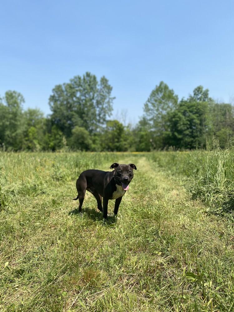 Enlarge Rudy, a Adoptable mixed breed in Amherst, NY image 2/6