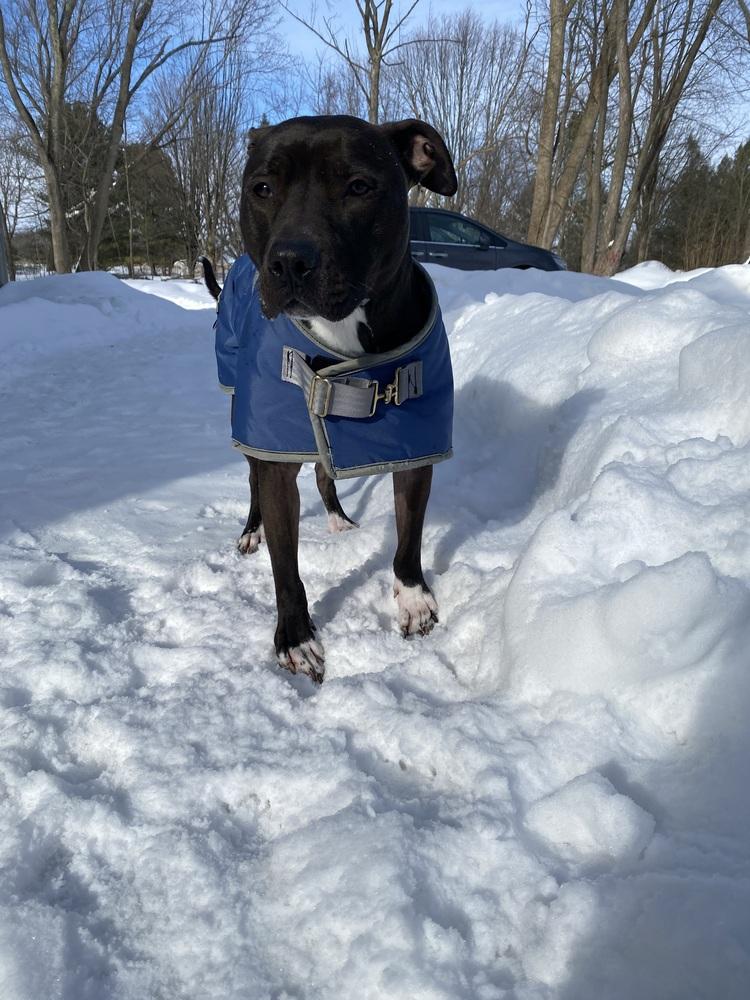 Enlarge Rudy, a Adoptable mixed breed in Amherst, NY image 4/6