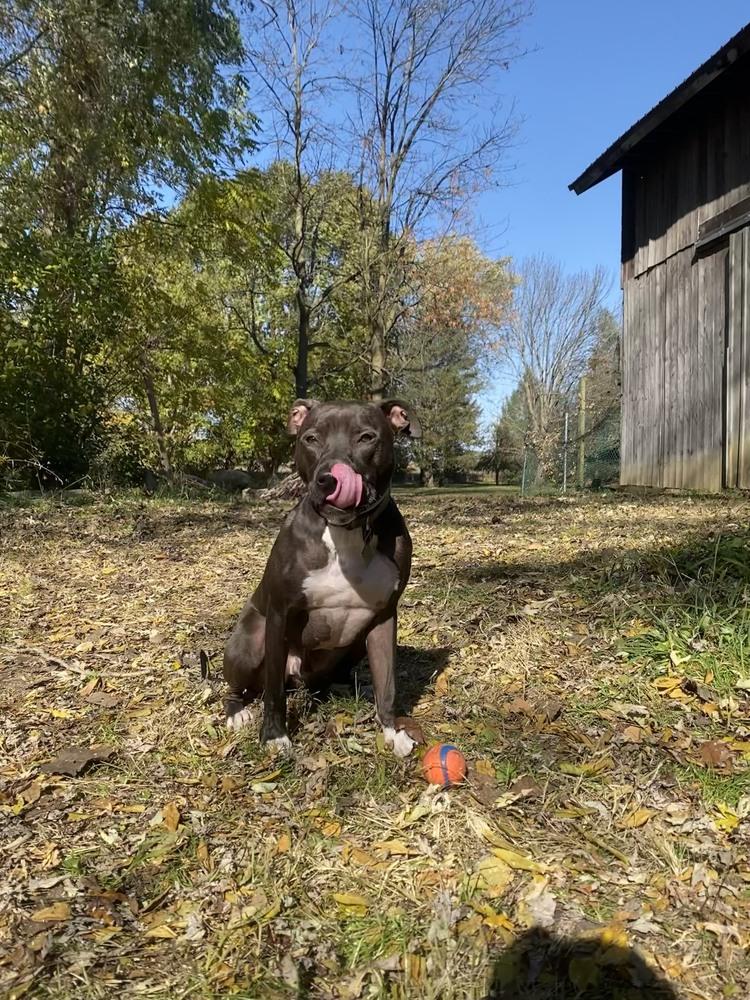 Enlarge Rudy, a Adoptable mixed breed in Amherst, NY image 5/6