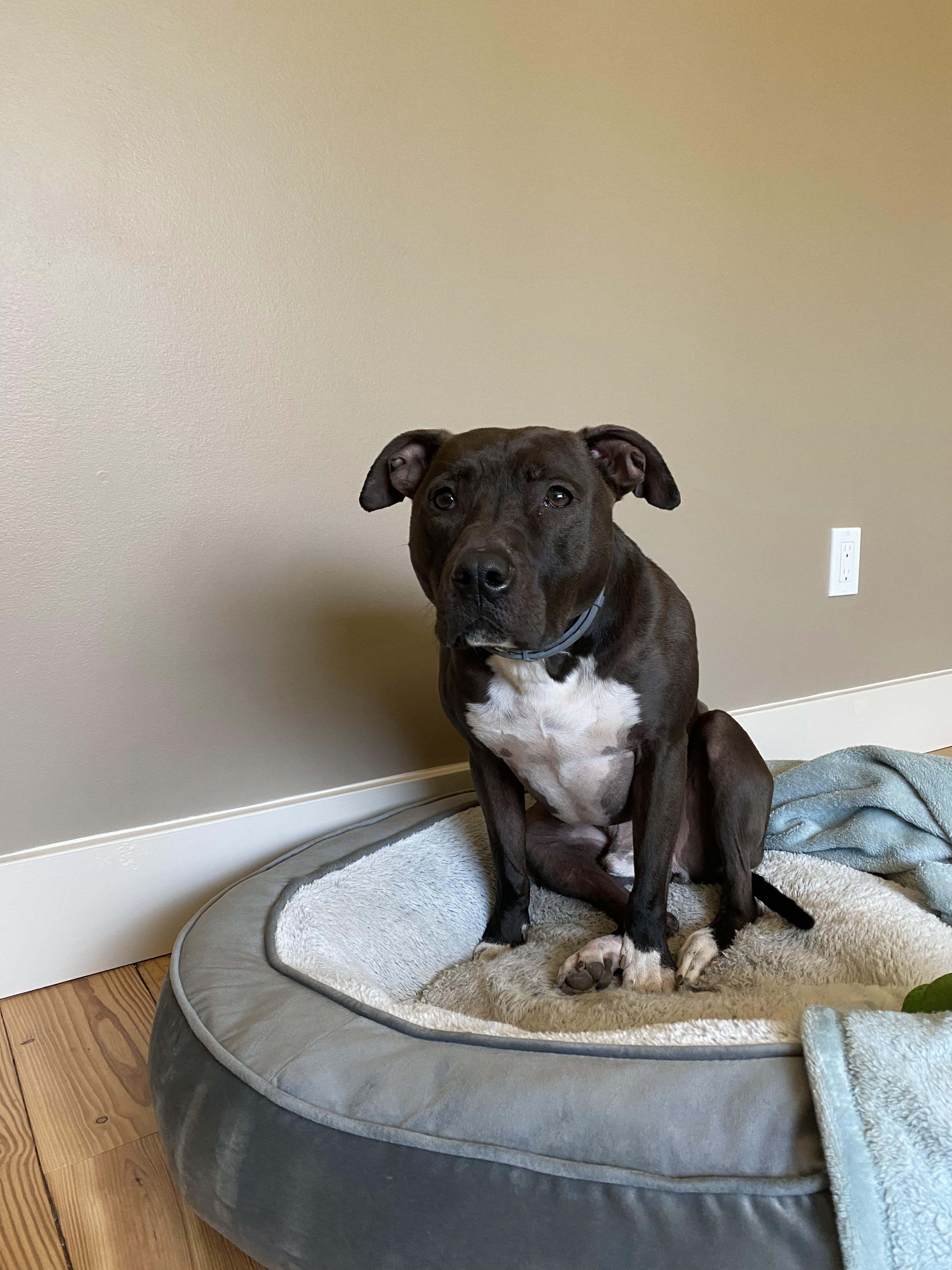 Enlarge Rudy, a Adoptable mixed breed in Amherst, NY image 6/6