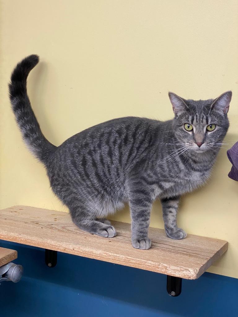 Enlarge Zipper, a Adoptable mixed breed in Syracuse, IN image 1/3