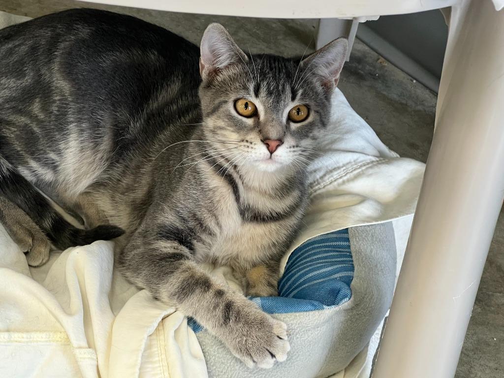 Zipper, a Adoptable mixed breed in Syracuse, IN image 1/3