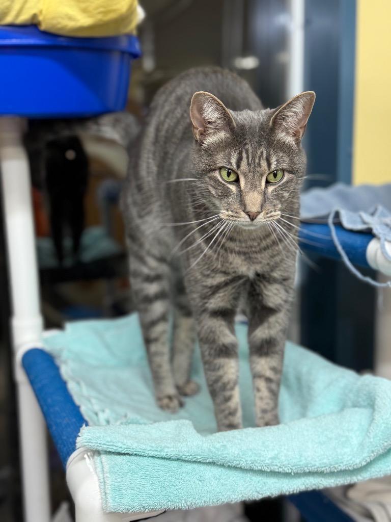 Enlarge Zipper, a Adoptable mixed breed in Syracuse, IN image 1/4