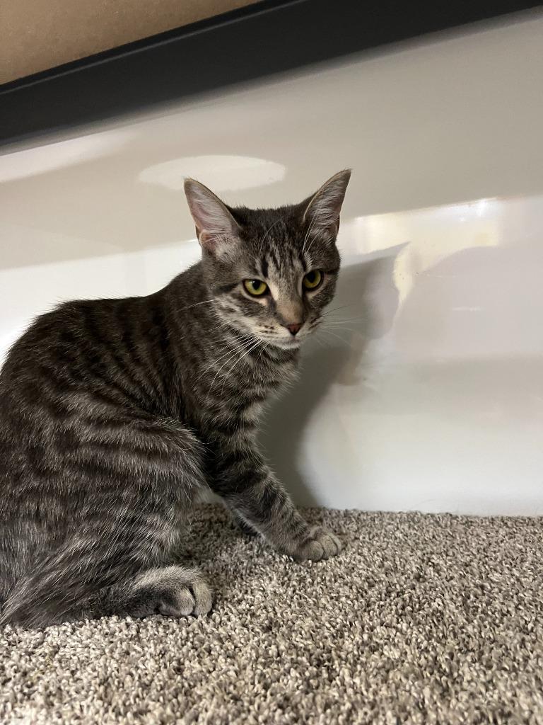 Zipper, a Adoptable mixed breed in Syracuse, IN image 3/3