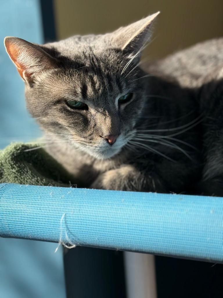 Enlarge Zipper, a Adoptable mixed breed in Syracuse, IN image 5/5