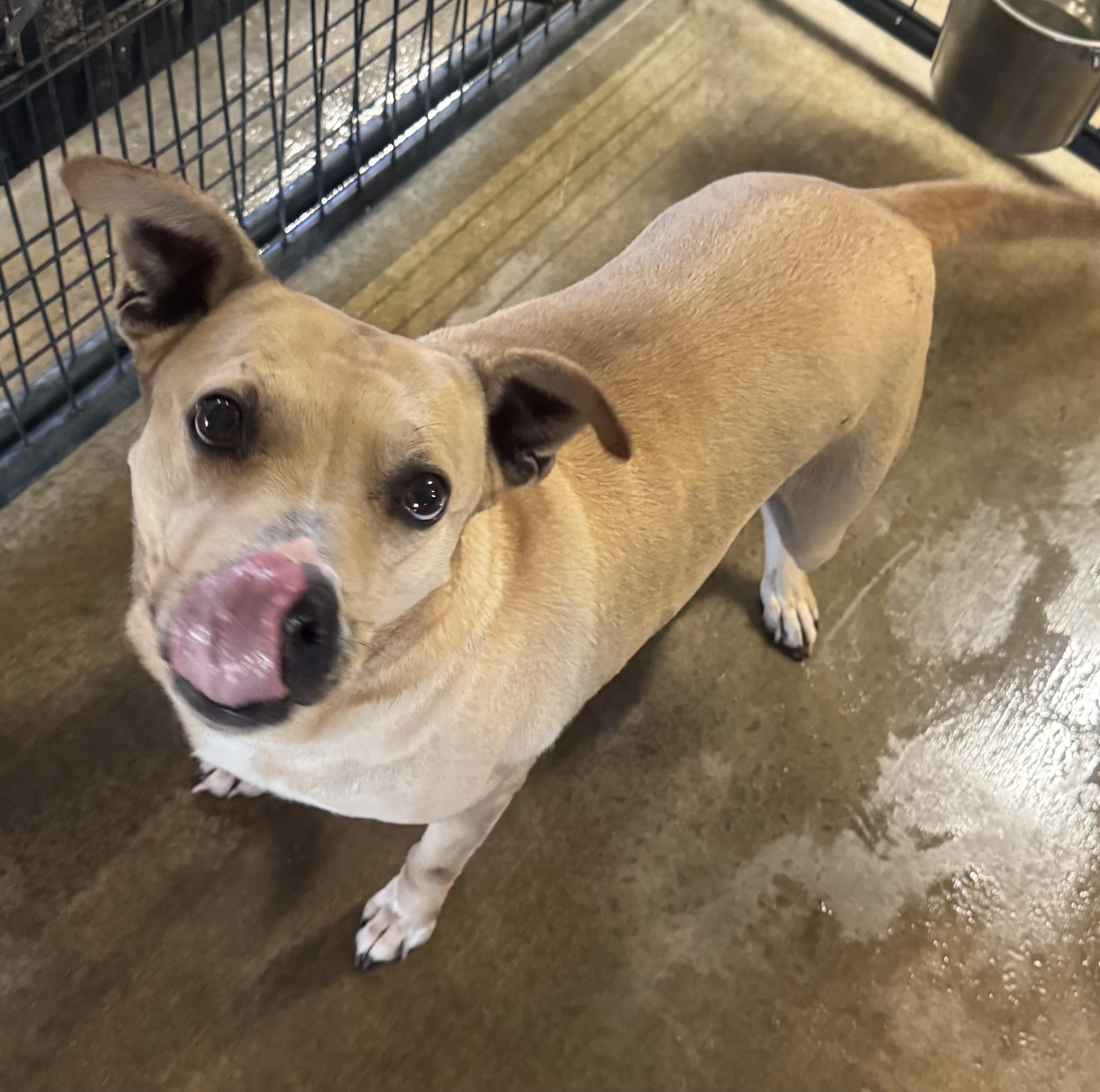 Enlarge Mocha, a Adoptable mixed breed in Albany, NY image 3/3