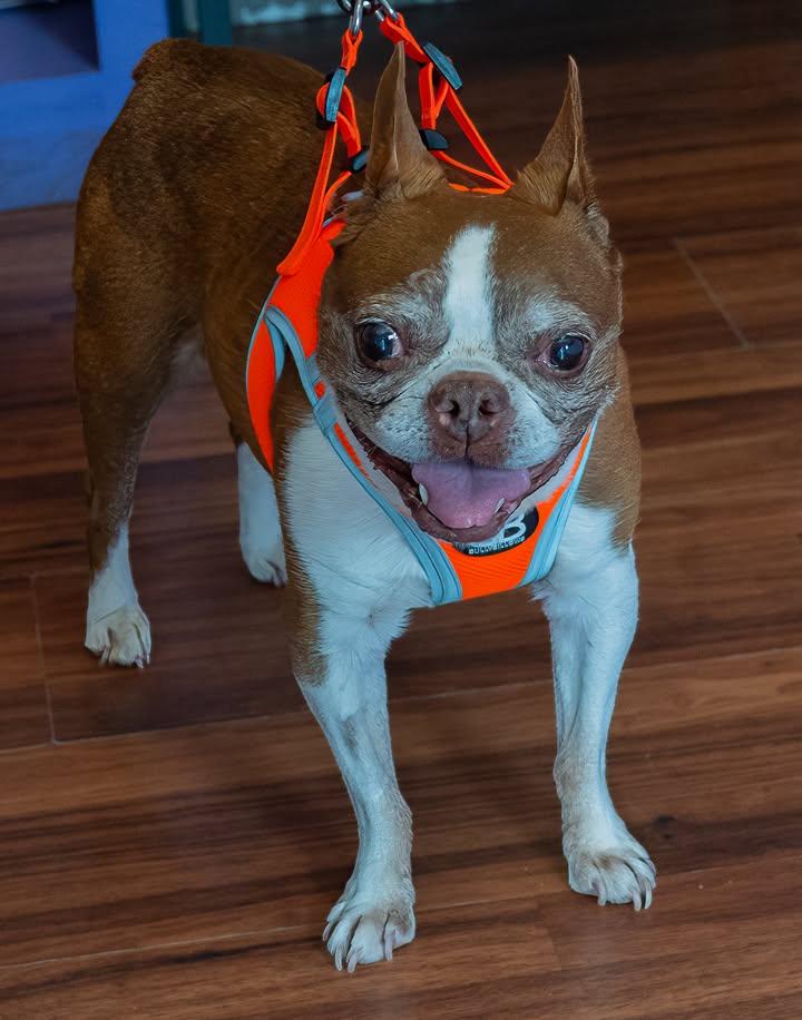 Lily, adopted, Senior Female Boston Terrier.