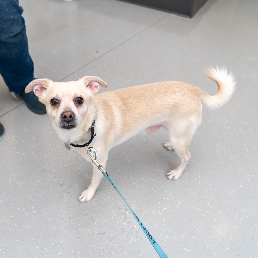 Rayne, Adoptable, Adult Male Chihuahua & Mixed Breed.