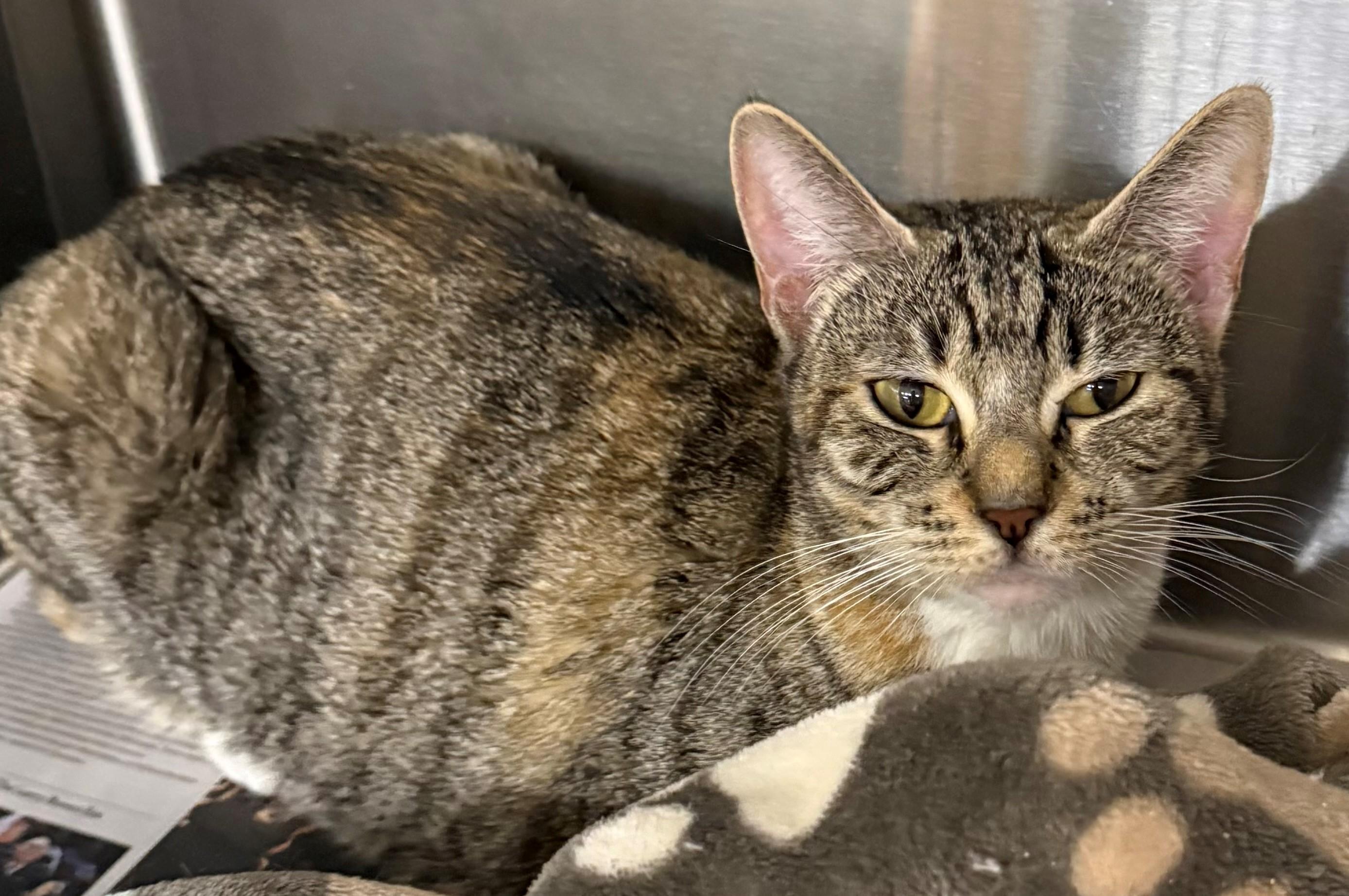 Enlarge Cleo, an adopted Domestic Short Hair in Edison, NJ image 1/1
