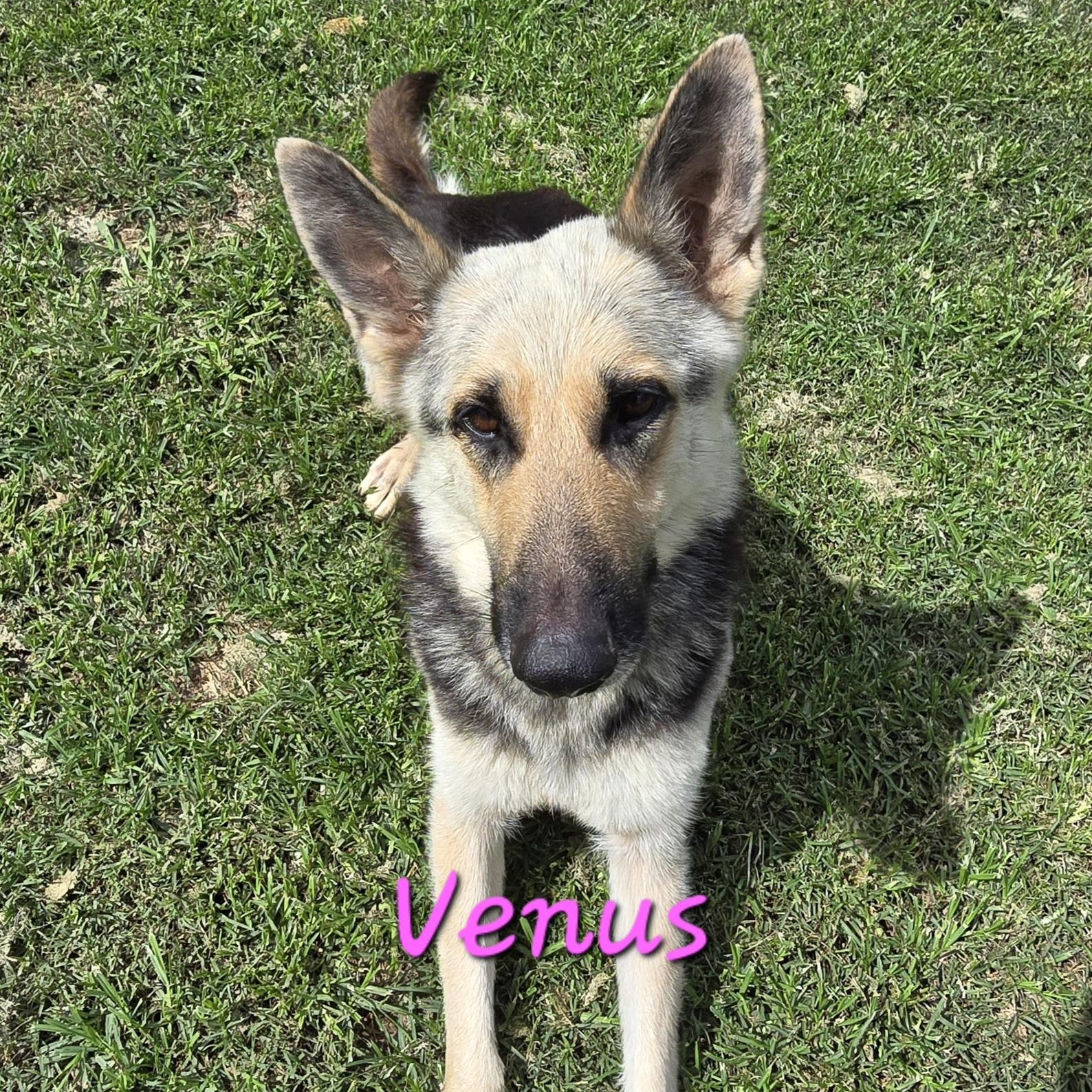 Enlarge VENUS, a Adoptable German Shepherd Dog in Athens, AL image 4/6