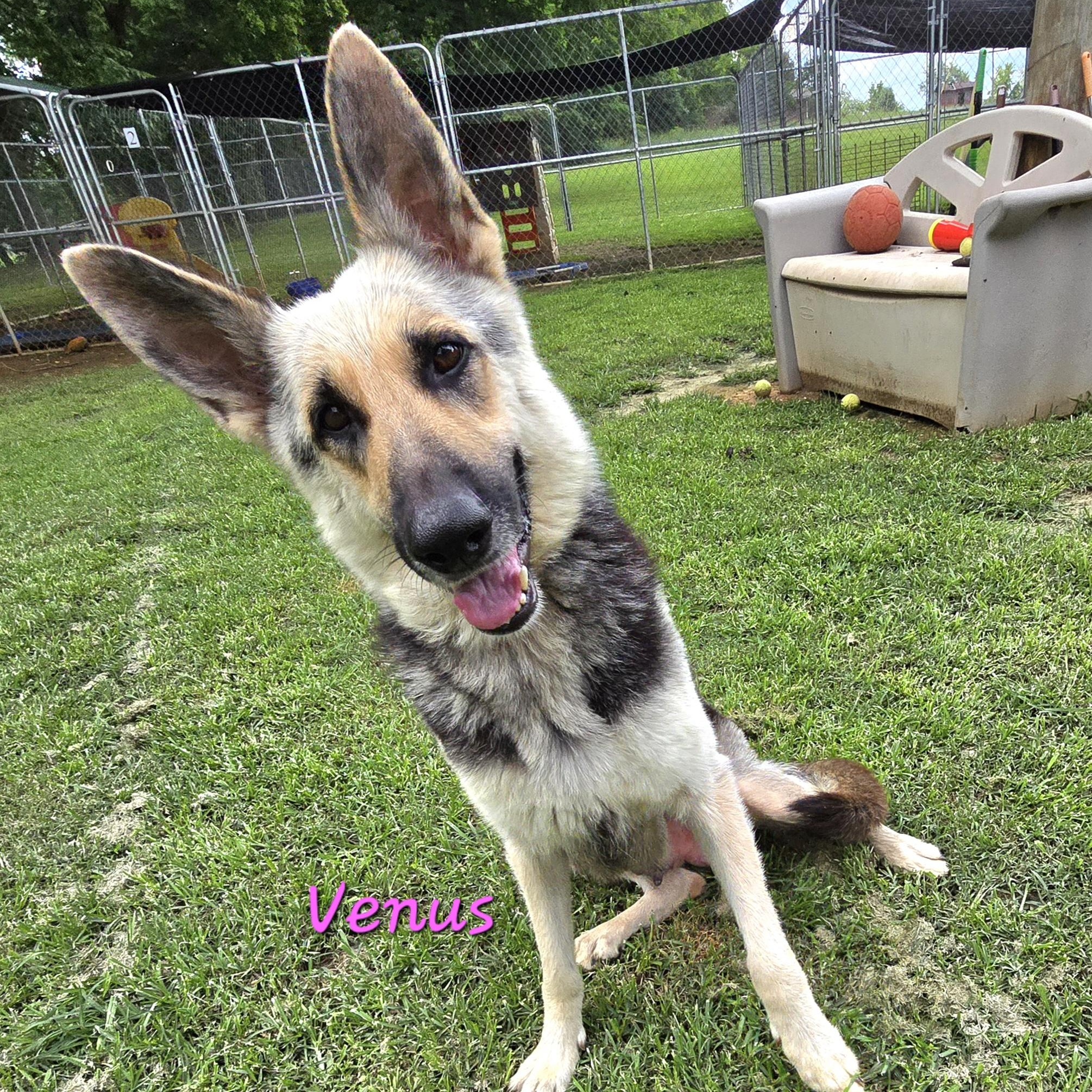 VENUS, Adoptable, Young Female German Shepherd Dog.