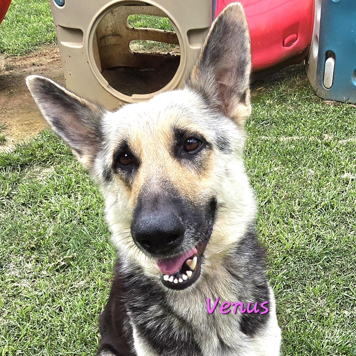 Enlarge VENUS, a Adoptable German Shepherd Dog in Athens, AL image 3/6