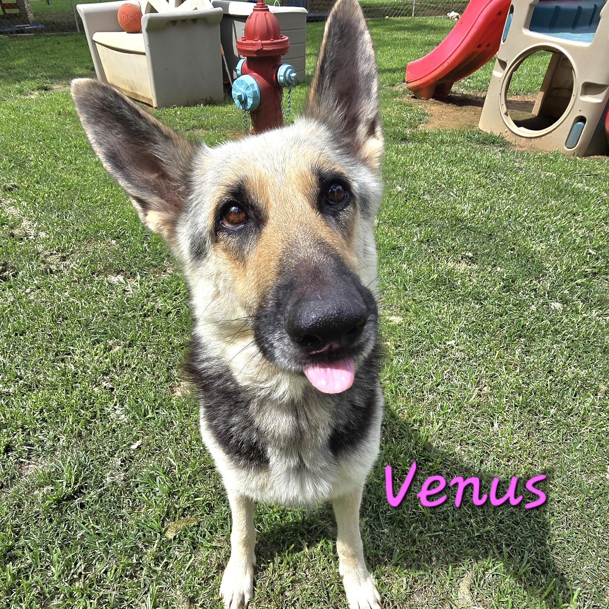 Enlarge VENUS, a Adoptable German Shepherd Dog in Athens, AL image 5/6