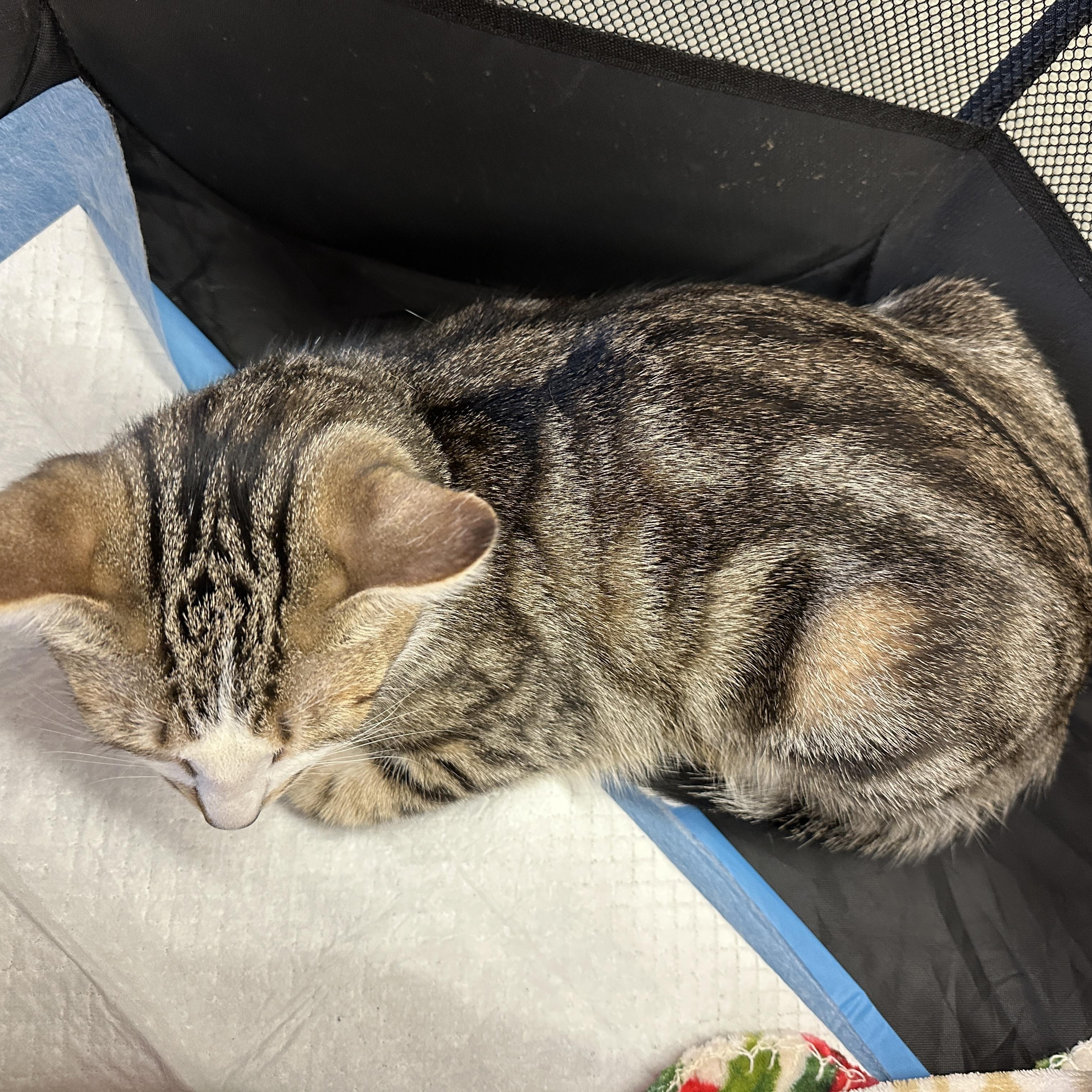 Vince, an adoptable Tabby, Domestic Short Hair in Pasco, WA, 99301 | Photo Image 4