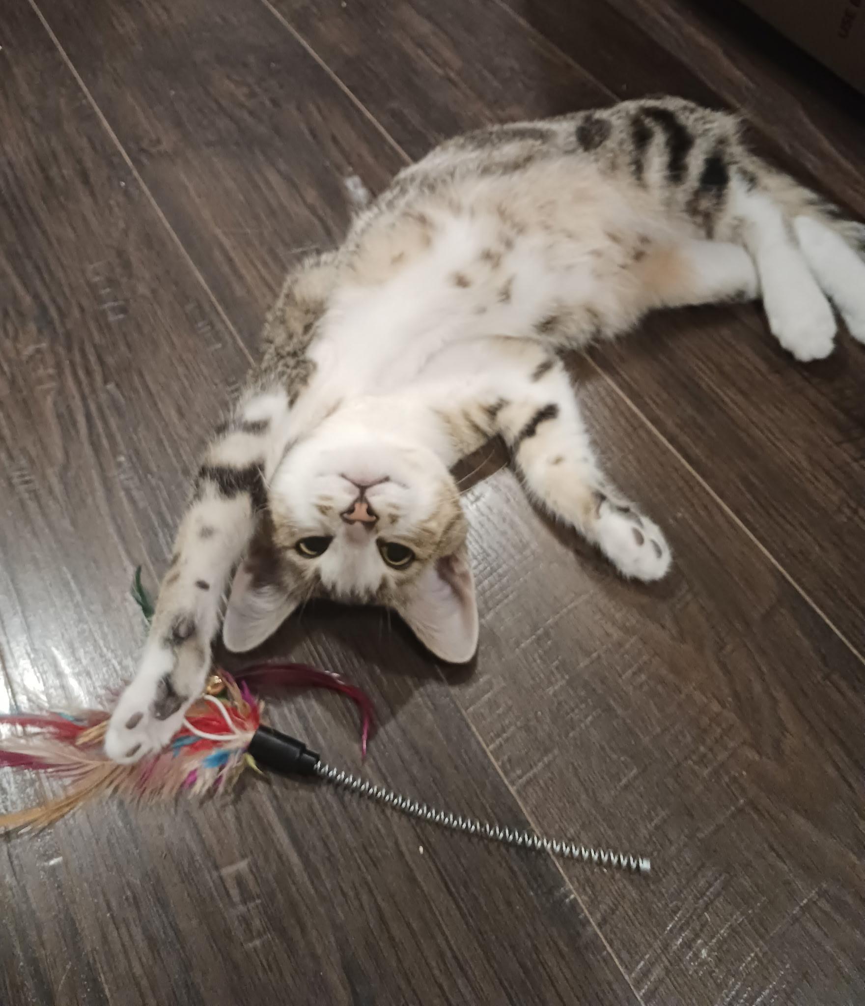 Vince, an adoptable Tabby, Domestic Short Hair in Pasco, WA, 99301 | Photo Image 1