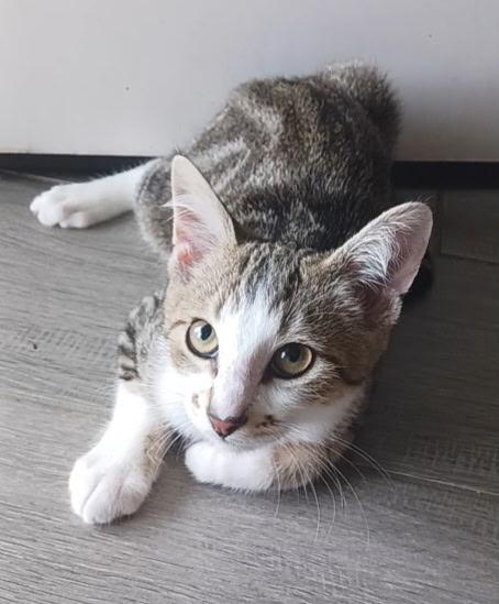 Vince, an adoptable Tabby, Domestic Short Hair in Pasco, WA, 99301 | Photo Image 2