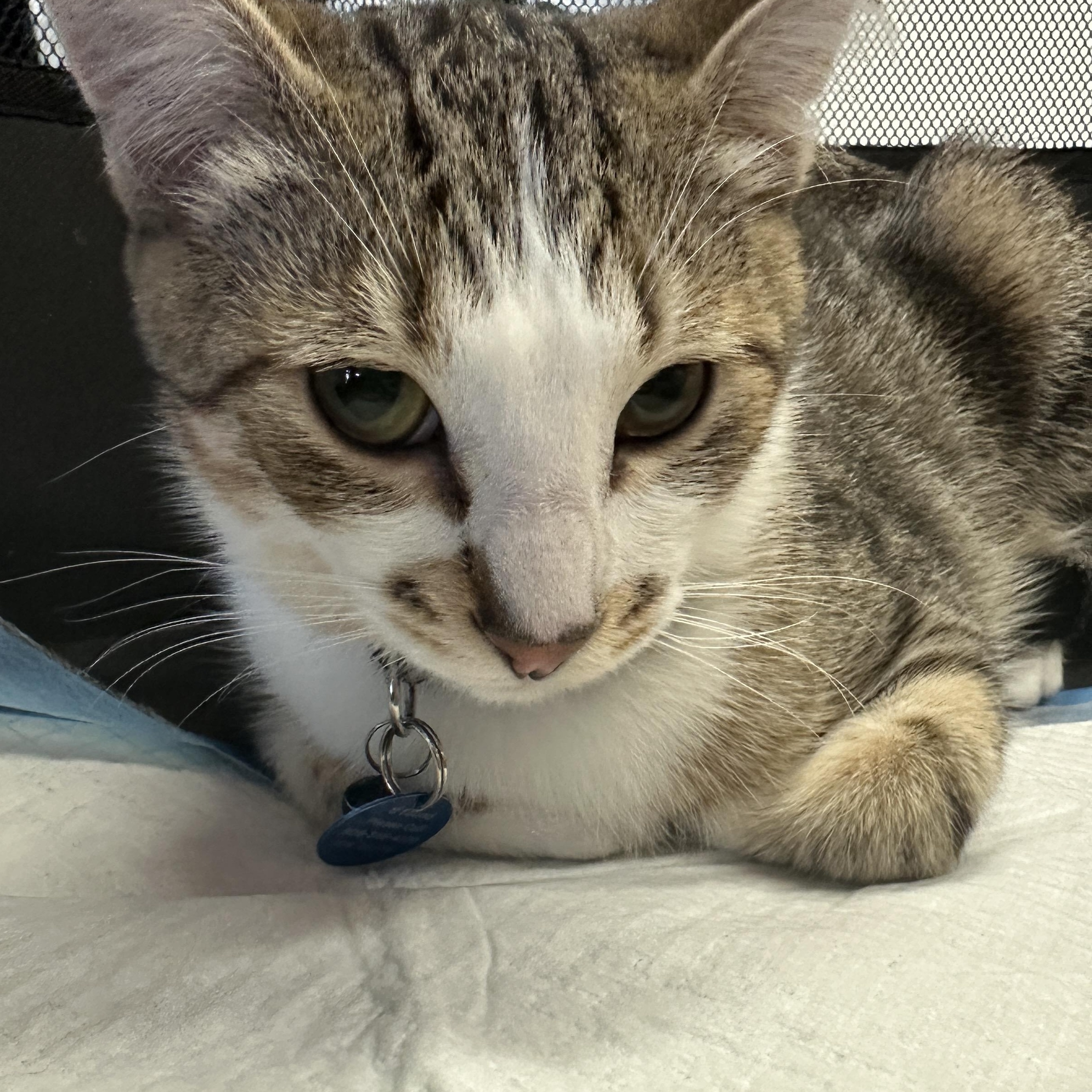 Vince, Adoptable, Kitten Male Tabby & Domestic Short Hair.