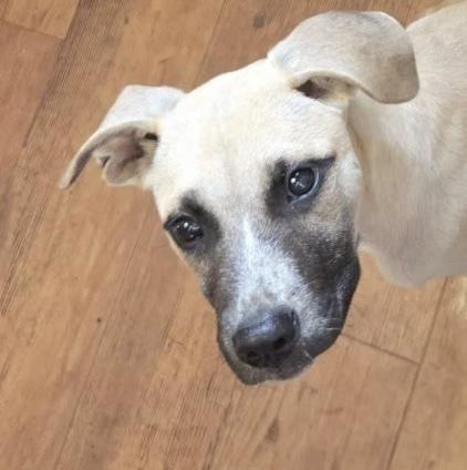 Fennel, Adoptable, Puppy Male Shepherd.
