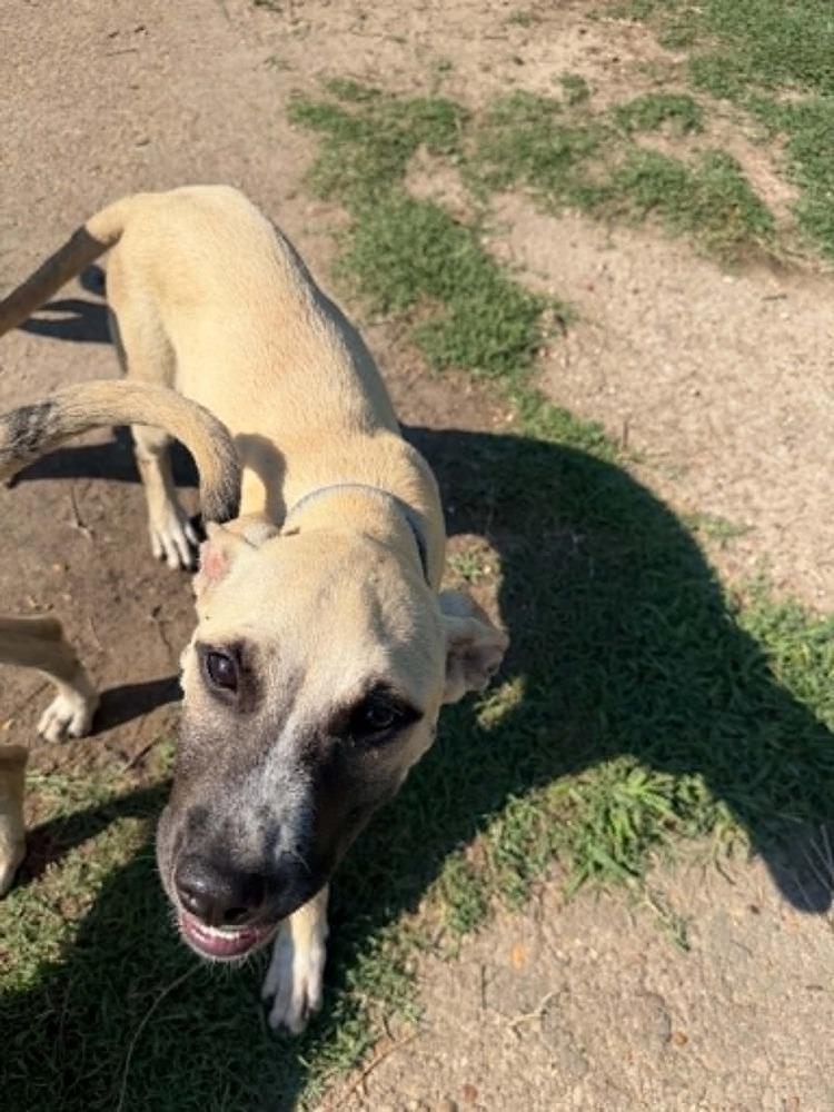 Enlarge Fennel, a Adoptable mixed breed in Dutton, VA image 2/2