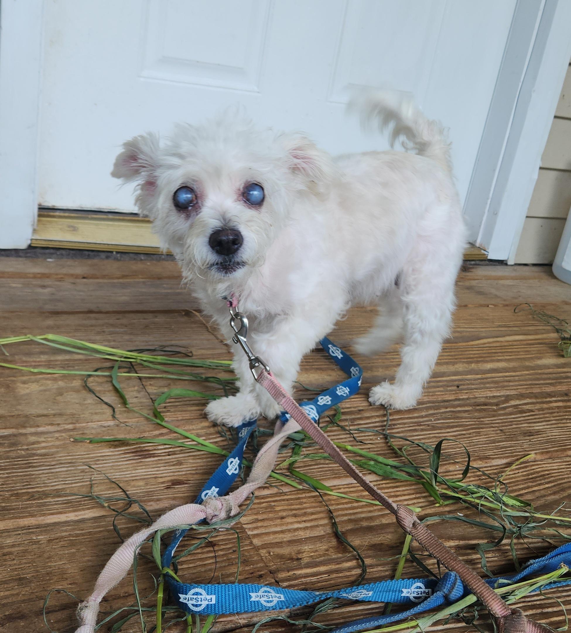 Daisy, Adopted, Adult Female Poodle (Toy).
