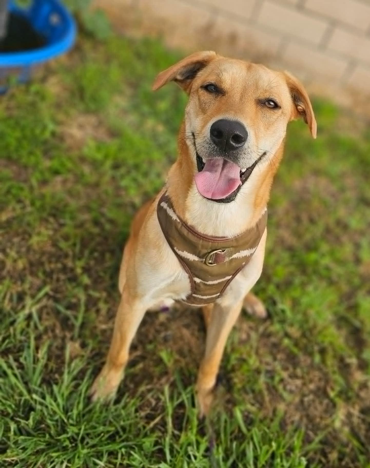 Tecna, a Adoptable Shepherd in Visalia, CA image 1/3