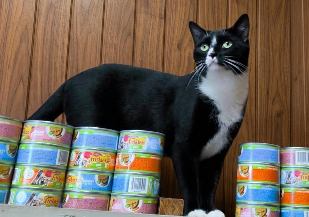 Mittens - NC, Adoptable, Adult Male Domestic Short Hair & Tuxedo.
