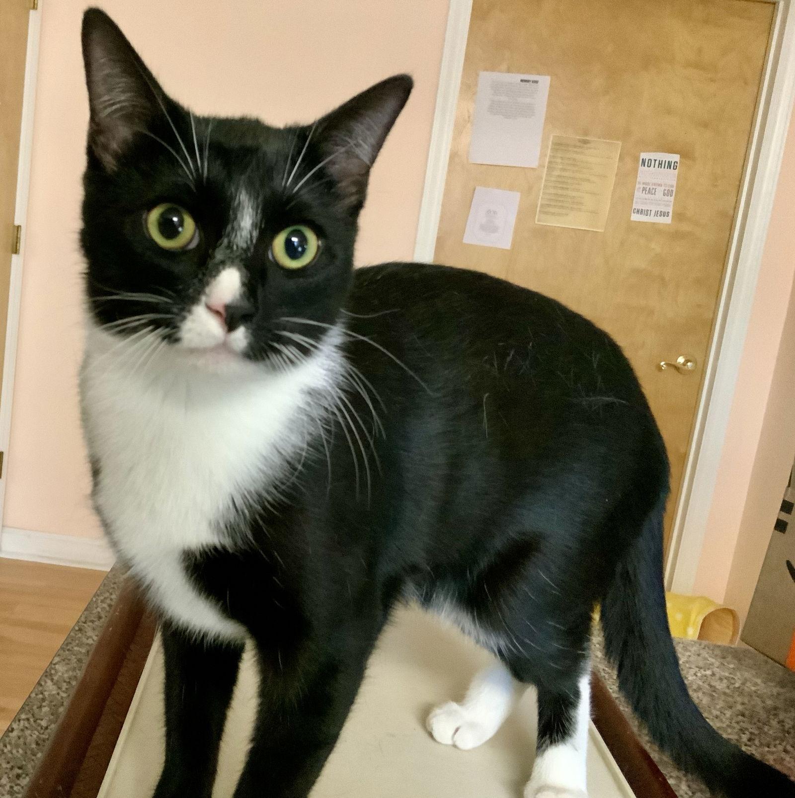 Mittens - NC, Adoptable, Young Male Domestic Short Hair & Tuxedo.