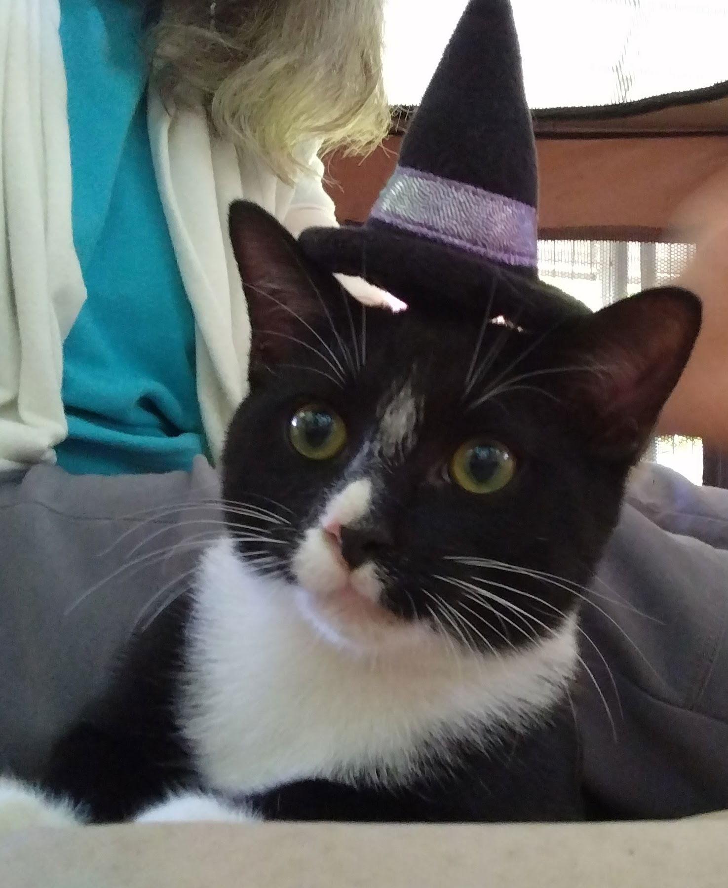 Mittens - NC, a Adoptable mixed breed in Liberty, NC image 2/3