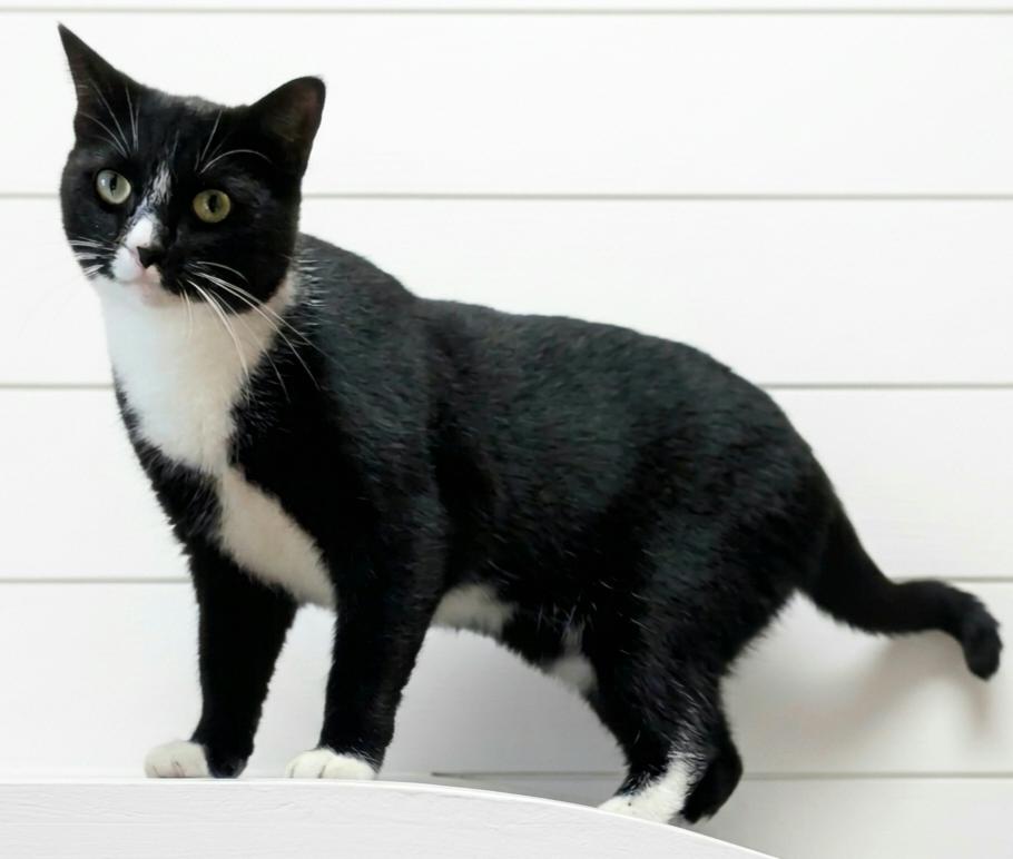 Enlarge Mittens - NC, a Adoptable mixed breed in Liberty, NC image 3/3