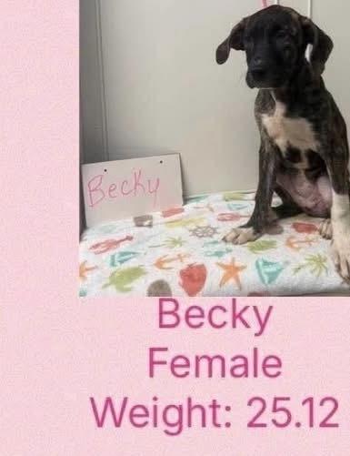 Enlarge Beloved Babes : Becky, a Adopted mixed breed in Aurora, IN image 1/5