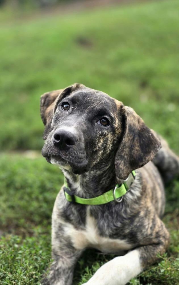 Enlarge Beloved Babes : Becky, a Adopted mixed breed in Aurora, IN image 2/5