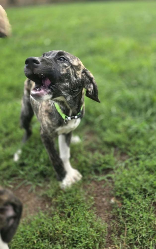 Enlarge Beloved Babes : Becky, a Adopted mixed breed in Aurora, IN image 3/5