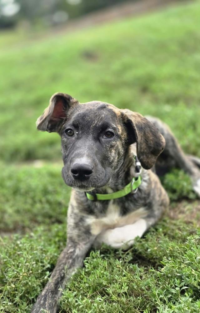 Enlarge Beloved Babes : Becky, a Adopted mixed breed in Aurora, IN image 4/5